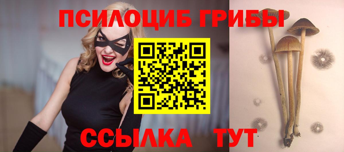 Псилоцибиновые грибы Cubensis Касимов